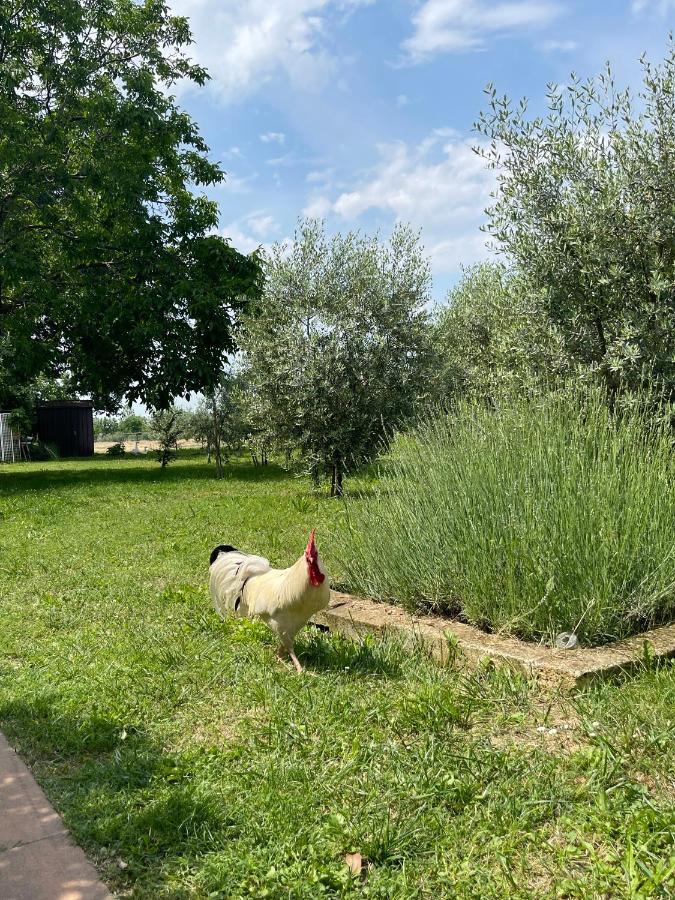 Agriturismo Monteroseo Bedizzole Ngoại thất bức ảnh